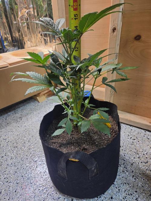 Fast Buds Guava Sundae. Week 4