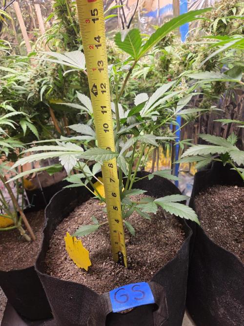 Fast Buds Guava Sundae. Week 4