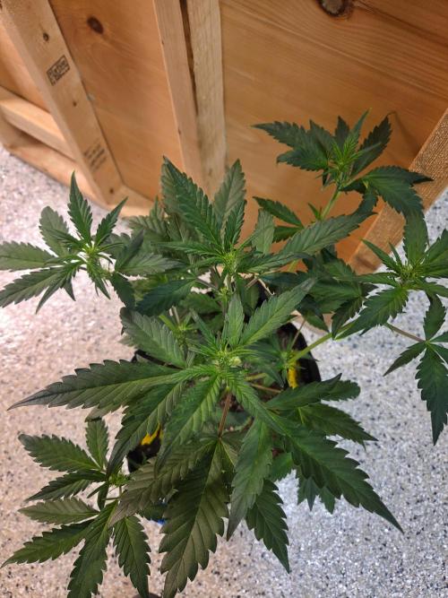 Fast Buds Gorilla Punch. Week 4