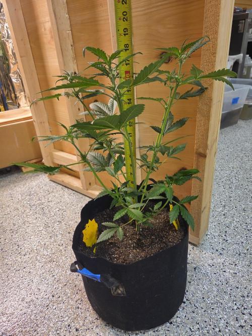 Fast Buds Gorilla Punch. Week 4 - she's stretching! 