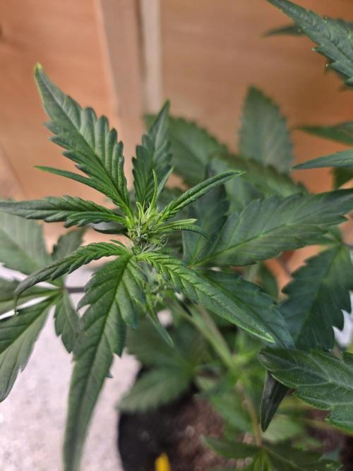 Fast Buds Gorilla Punch. Week 4