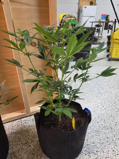 Fast Buds Gorilla Punch. Week 5