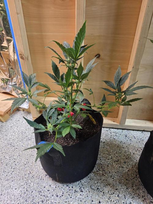 Fast Buds Guava Sundae. Week 5 - applied 4 lst clips on the bottom 2 nodes to spead out the canopy 