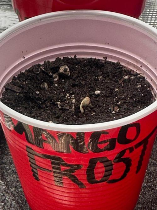 F.T.G "The Best For The Worse". Week 0 - mango frost started strong!