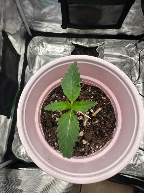 F.T.G "The Best For The Worse". Week 0 - leaves looked rough since the beginning, 