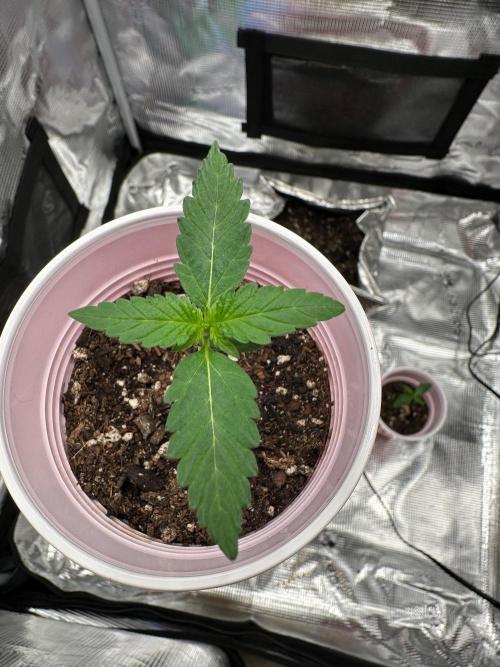 F.T.G "The Best For The Worse". Week 0 - leaves look great and can see som much new growth coming in! high hopes for this