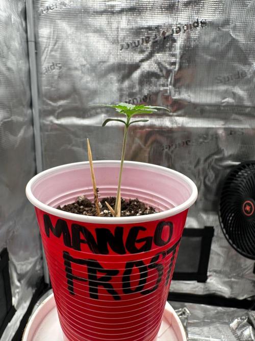 F.T.G "The Best For The Worse". Week 0 - tooth pick for scale.