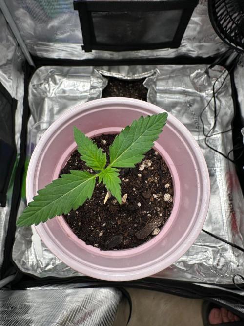 F.T.G "The Best For The Worse". Week 0 - another good set of leaves!
