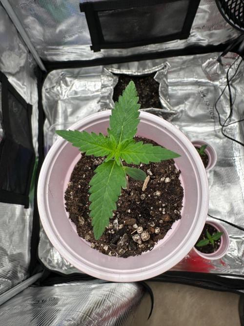 F.T.G "The Best For The Worse". Week 0 - but look at them leaves though!!