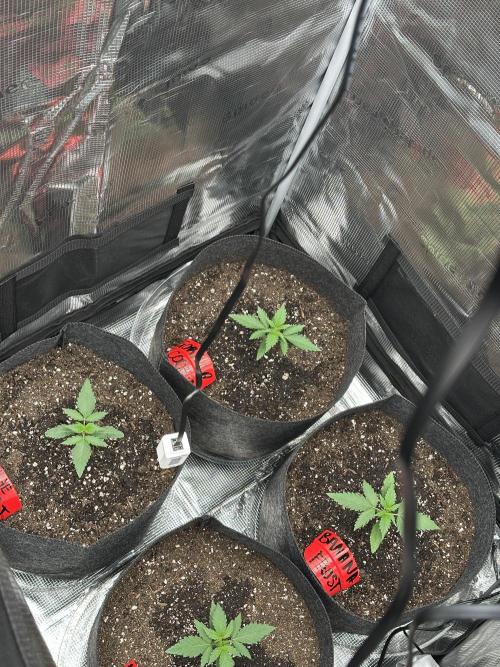 F.T.G "The Best For The Worse". Week 1 - Last peek after up potting these ladies to a 3gal fabric pot, their final home!!