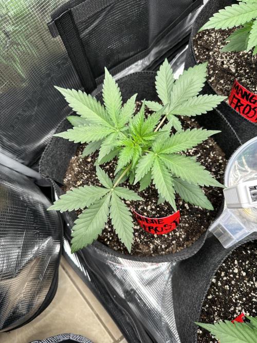 F.T.G "The Best For The Worse". Week 2 - Looking good!!! PHAT LEAVES!!