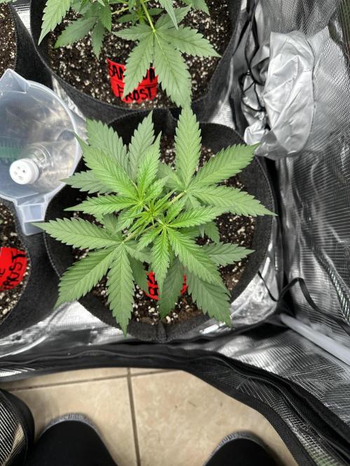 F.T.G "The Best For The Worse". Week 2 - First to surpass the pot!