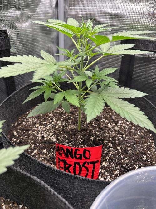F.T.G "The Best For The Worse". Week 2 - The plant I’m personally looking forward to!! She’s looking great! 