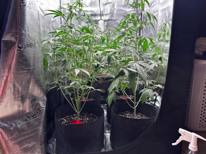 F.T.G "The Best For The Worse". Week 4 - First defoliation attempt, thy look like they can breathe finally!