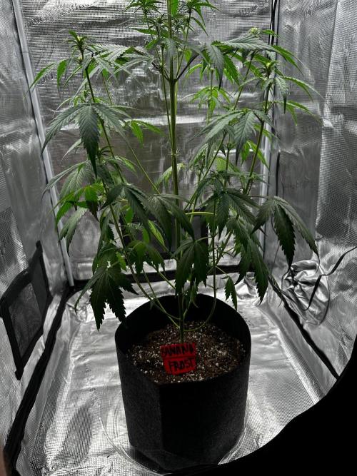 F.T.G "The Best For The Worse". Week 4 - Banana frost, looking good!