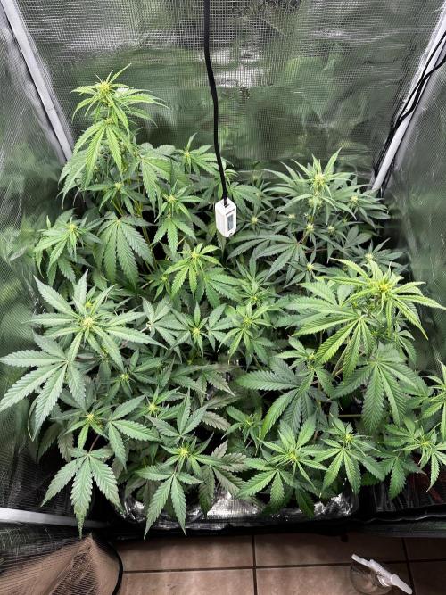 F.T.G "The Best For The Worse". Week 4 - View from the top! Them bud sites are coming in nicely!