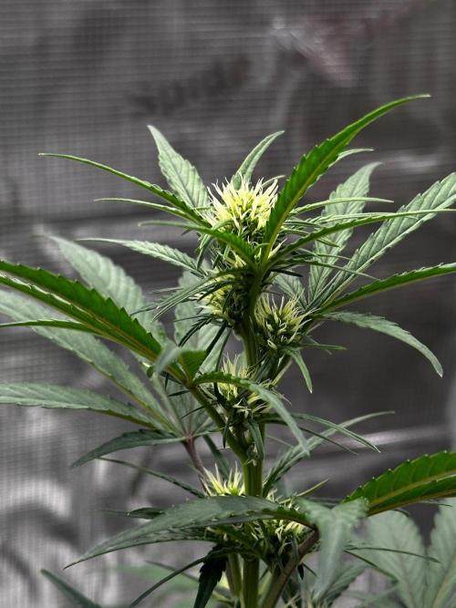 F.T.G "The Best For The Worse". Week 4 - Mango frost!