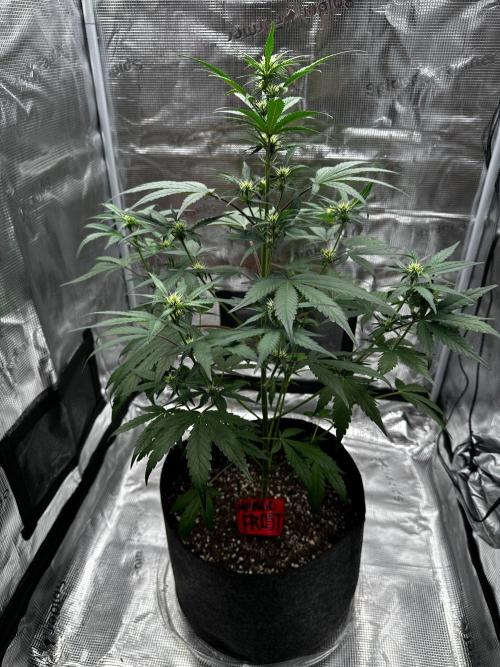 F.T.G "The Best For The Worse". Week 4 - By far the best! Mango frost has my attention!