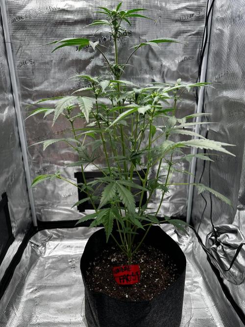 F.T.G "The Best For The Worse". Week 4 - Sundae frost