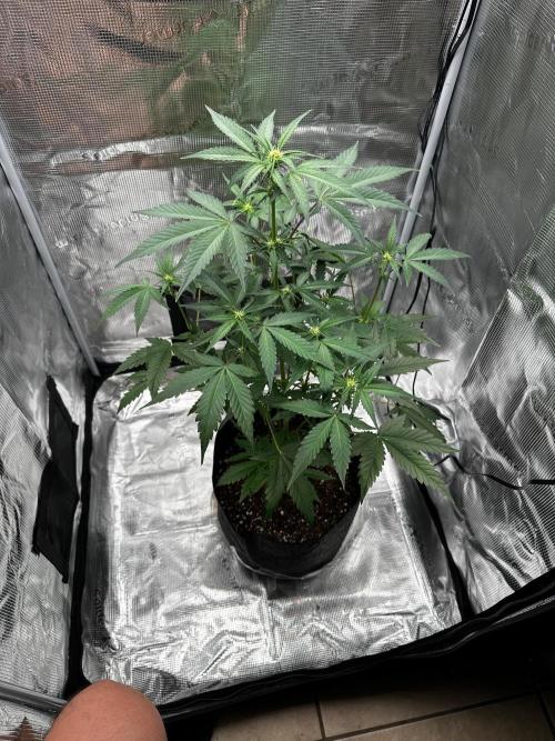 F.T.G "The Best For The Worse". Week 4 - Sundae frost#2