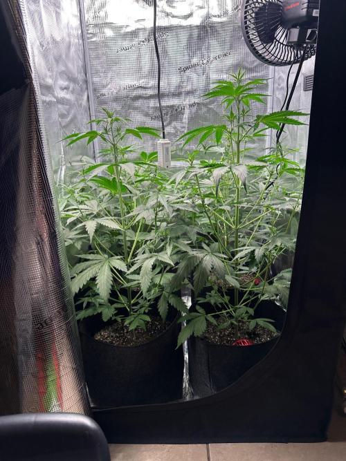 F.T.G "The Best For The Worse". Week 4 - Pre defoliation