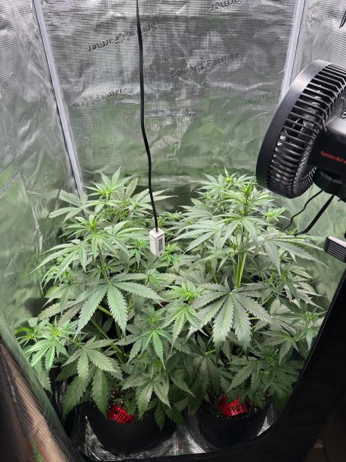 F.T.G "The Best For The Worse". Week 4 - Pre defoliation 