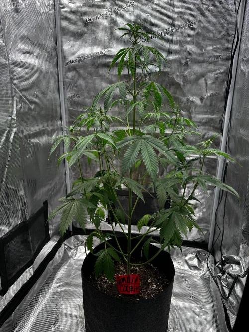 F.T.G "The Best For The Worse". Week 4 - Gorilla cookies