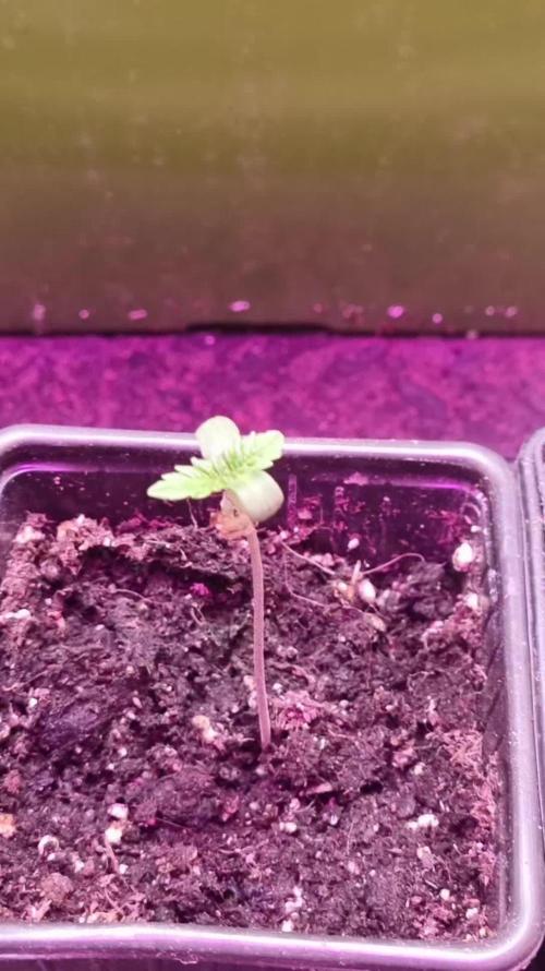 1st Grow With Dad