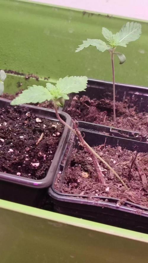 1st Grow With Dad