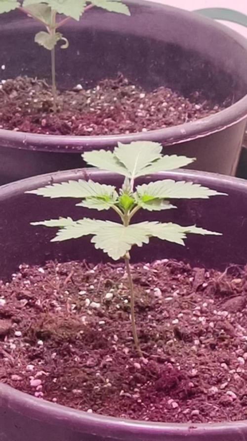 1st Grow With Dad