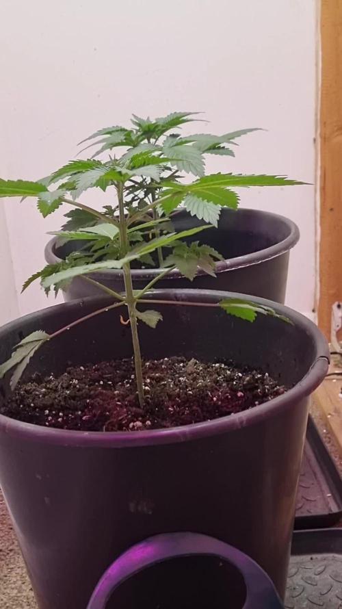 Glookies. Week 3