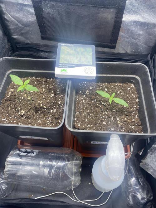 Primer cultivo. Week 1