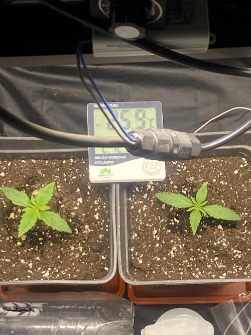 Primer cultivo. Week 1