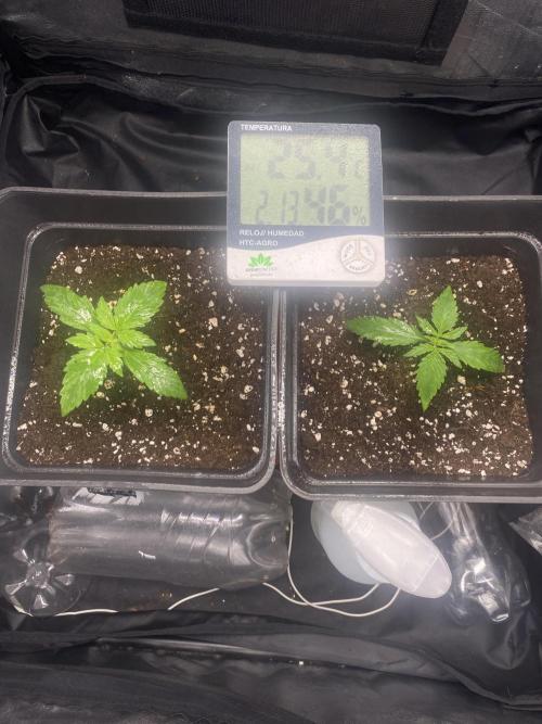 Primer cultivo. Week 1