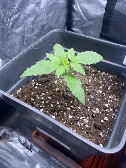 Primer cultivo. Week 1