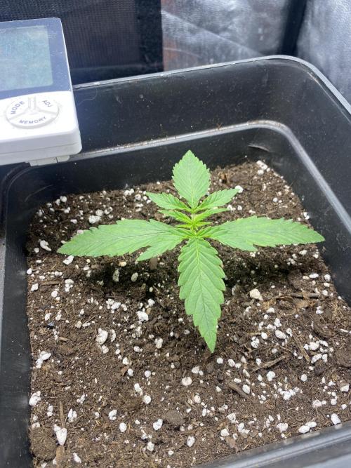 Primer cultivo. Week 1