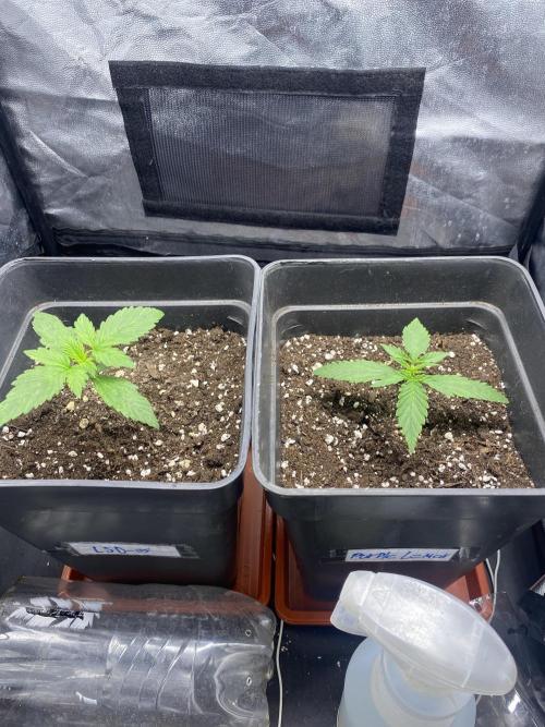Primer cultivo. Week 1