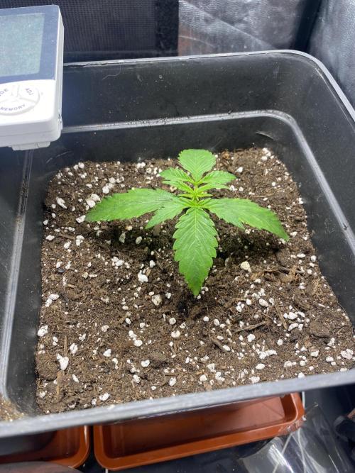 zimkush