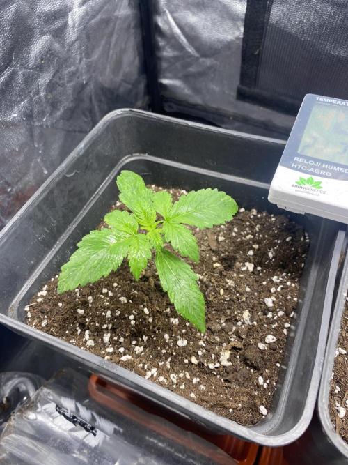 zimkush