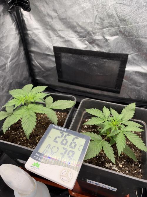 Primer cultivo. Week 2