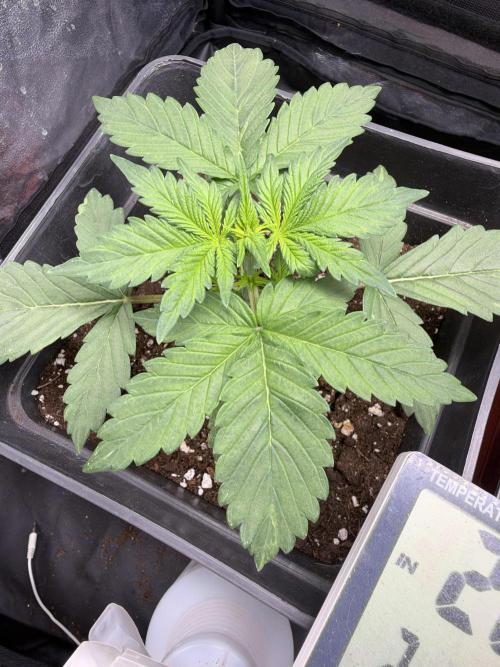 Primer cultivo. Week 2