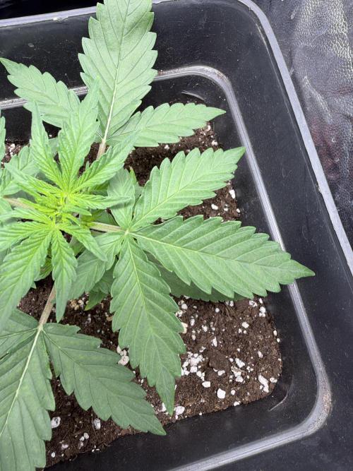 Primer cultivo. Week 2