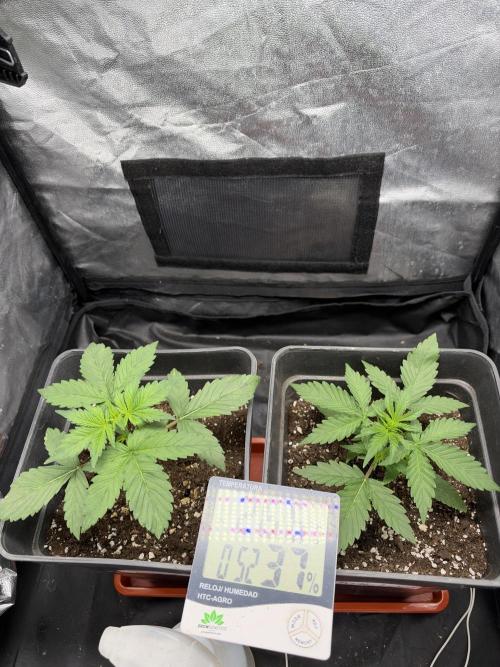 Primer cultivo. Week 2