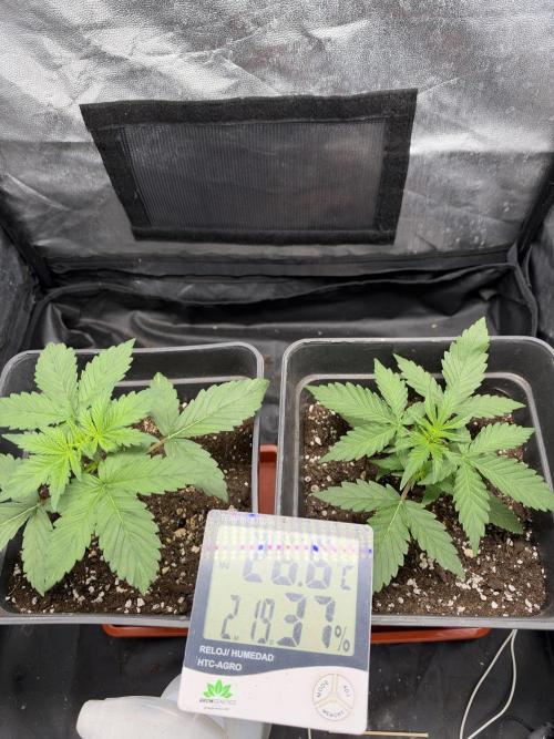 Primer cultivo. Week 2