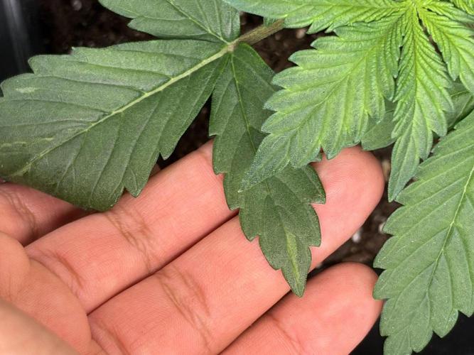 Primer cultivo. Week 2 - tengo como dos hojas que estan con manchitas mas verde claro pero nada mas 