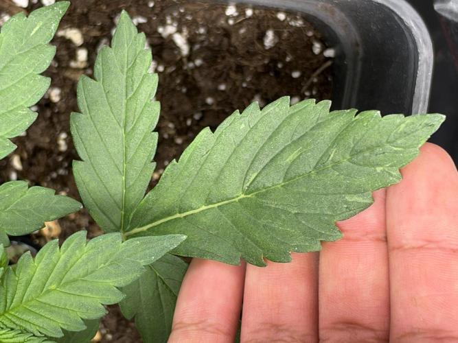 Primer cultivo. Week 2