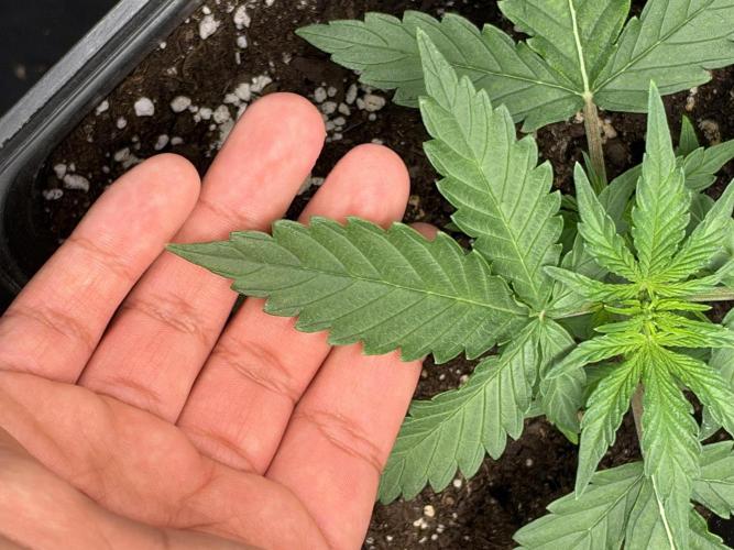 Primer cultivo. Week 2 - Siento que algunas hojas salen dobladas 