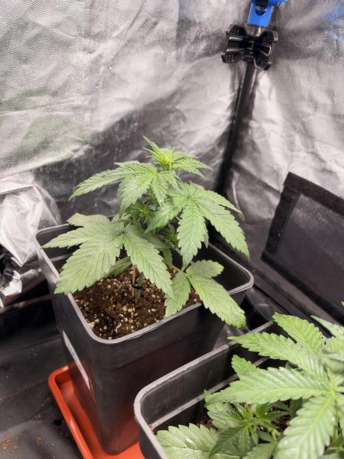 zimkush