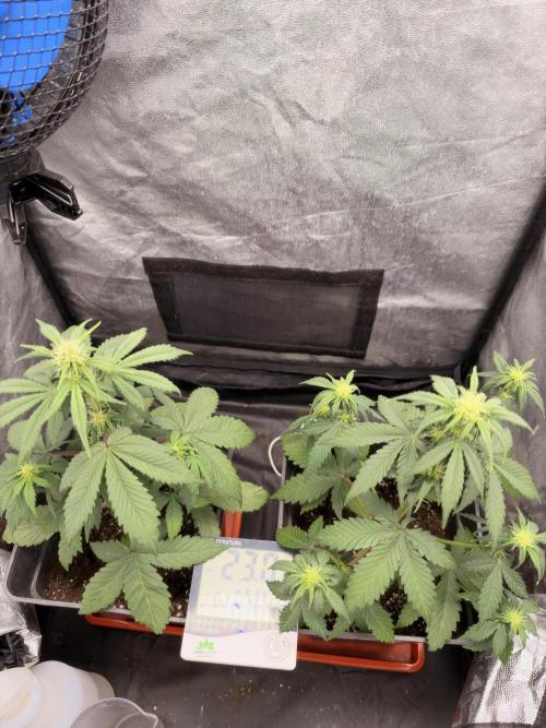 zimkush