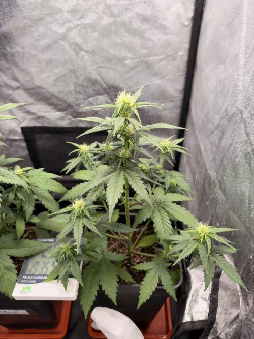 zimkush